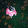 animal, autumn, black_and_white, canine, cute, dog, flash, grass, happy, leaves, looking_up, night, outdoor, pet, pink, playful, raincoat, small_dog, tongue_out, wet