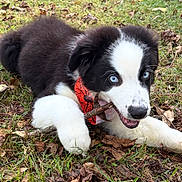 Milo is registered to the contest to win money with this photo: puppy, dog, black_and_white, blue_eyes, grass, leaves, stick, collar, outdoor, playful, animal, pet, cute, chewing, young_dog, nature, fall_leaves, fur, muzzle, ears