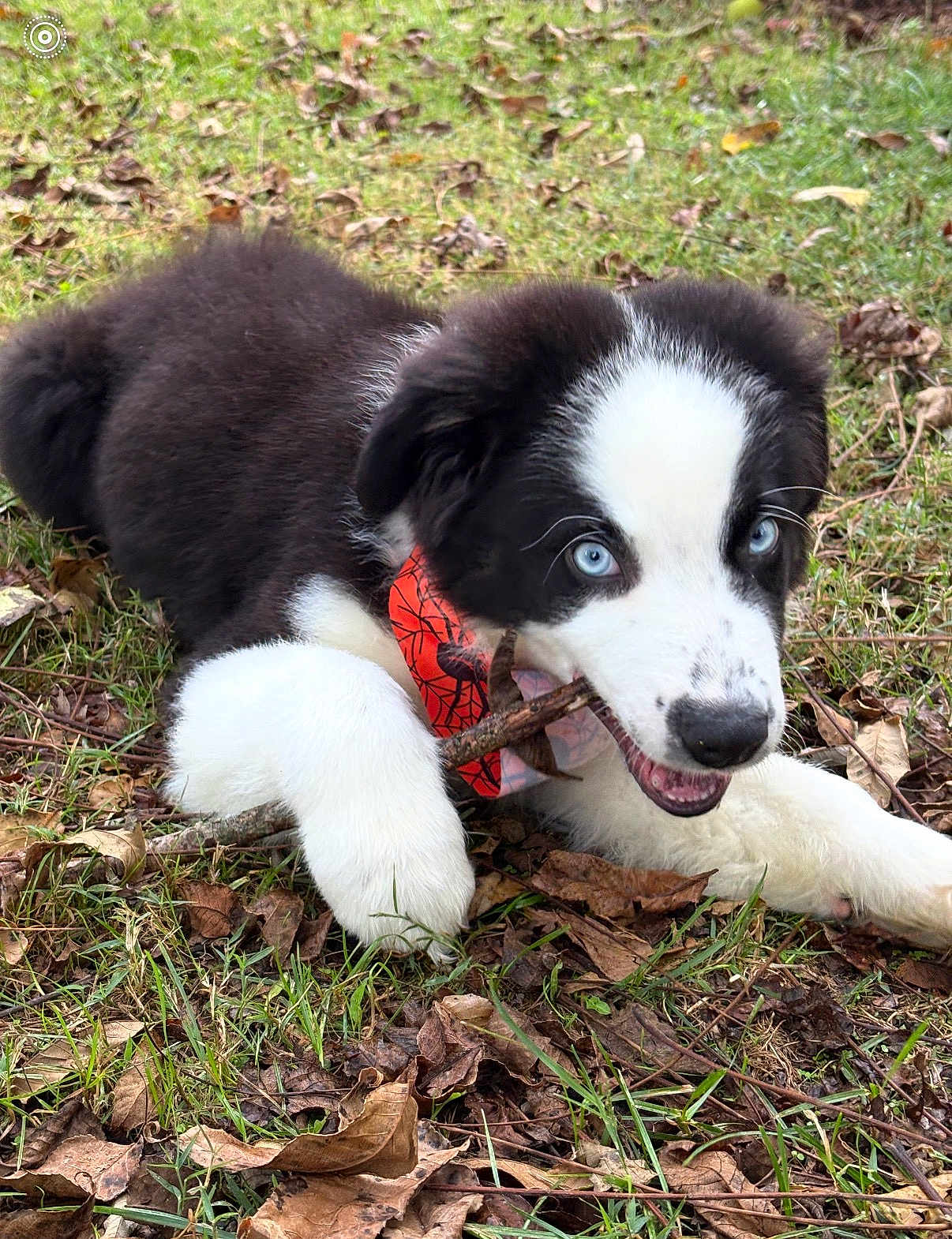 Milo
