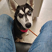 Nala is registered to the contest to win money with this photo: dog, husky, puppy, heterochromia, blue_eye, brown_eye, pet, leash, pink_collar, jeans, person, indoor, floor, curious, looking_up, close_up, canine, animal, cute, companion