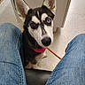 dog, husky, puppy, heterochromia, blue_eye, brown_eye, pet, leash, pink_collar, jeans, person, indoor, floor, curious, looking_up, close_up, canine, animal, cute, companion