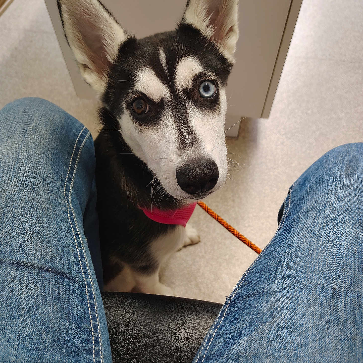 Nala