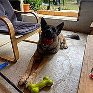 Thor a rejoint le concours — aidez-le/la à gagner de superbes lots ! dog, german_shepherd, toy, red_ball, green_bone_toy, chair, cushion, barbecue_grill, concrete_floor, indoor, window, garden, plant, tree, furniture, pet, playful, animal, canine, happy