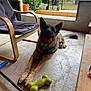 dog, german_shepherd, toy, red_ball, green_bone_toy, chair, cushion, barbecue_grill, concrete_floor, indoor, window, garden, plant, tree, furniture, pet, playful, animal, canine, happy