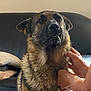 Thor participe au concours pour gagner de l'argent avec cette photo : dog, german_shepherd, pet, animal, indoor, couch, blanket, fur, hands, scratching, leather_furniture, domestic, companion, portrait, canine, expression, brown, black, sitting, household