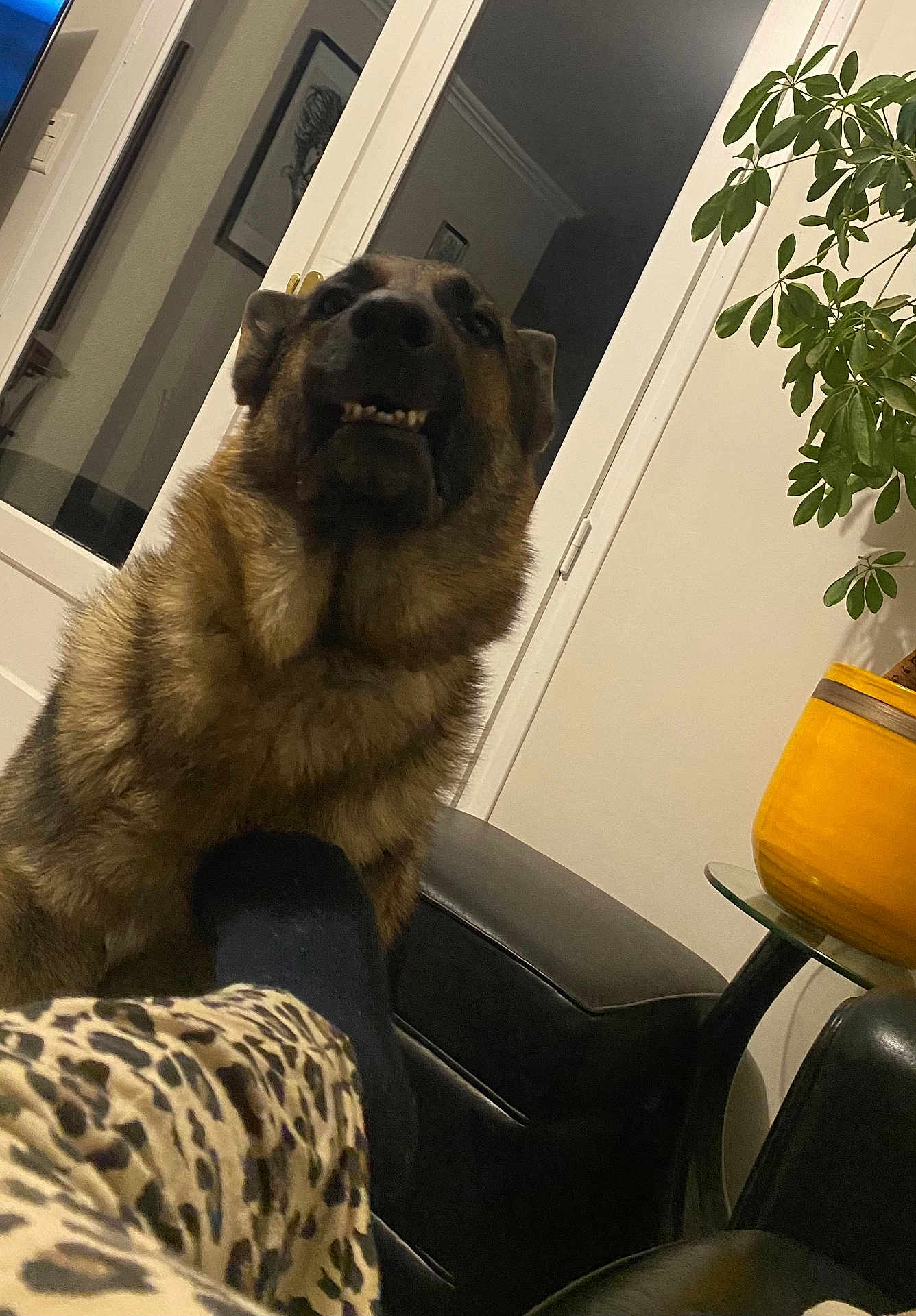 Thor
