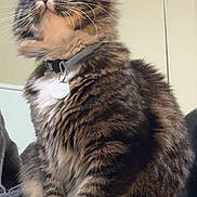 Spyder joined the competition — help win amazing prizes! cat, tabby, fluffy, indoor, collar, pet, feline, whiskers, curious, sitting, mirror, reflection, soft_surface, animal, domestic, fur, paws, alert, cute, household