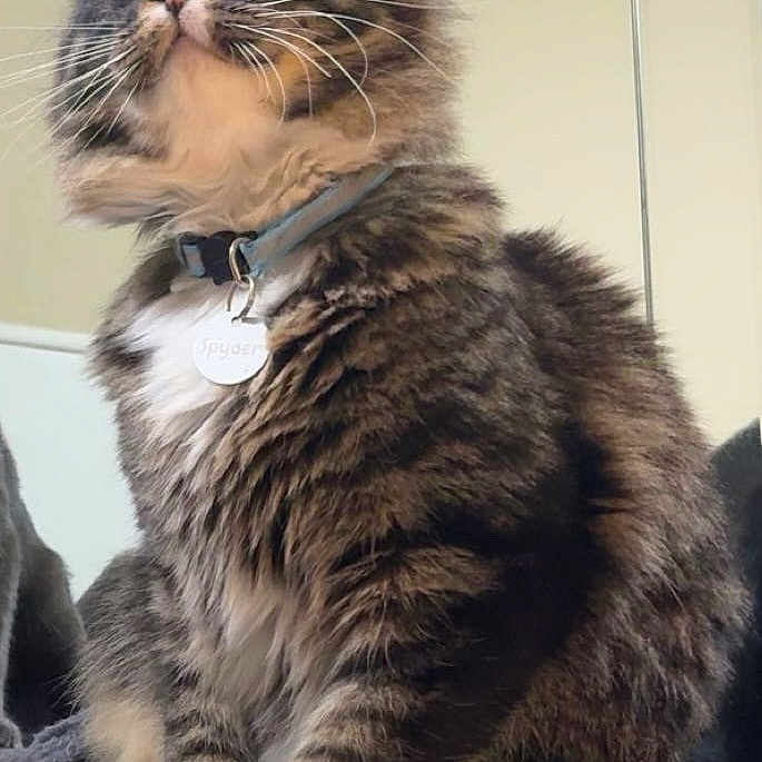 Spyder joined the competition — help win amazing prizes! cat, tabby, fluffy, indoor, collar, pet, feline, whiskers, curious, sitting, mirror, reflection, soft_surface, animal, domestic, fur, paws, alert, cute, household