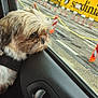 Neo participe au concours pour gagner de l'argent avec cette photo : dog, car, window, ferry, yellow, white, traffic_cones, cloudy_sky, outdoor, pet, animal, transportation, harbor, vehicle_interior, road, parking_area, leash, fur, closeup, side_view