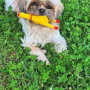 Neo a rejoint le concours — aidez-le/la à gagner de superbes lots ! dog, toy, rubber_chicken, grass, greenery, outdoor, pet, animal, playful, fur, cute, small_dog, nature, field, clover, laying_down, happy, summer, daytime, closeup