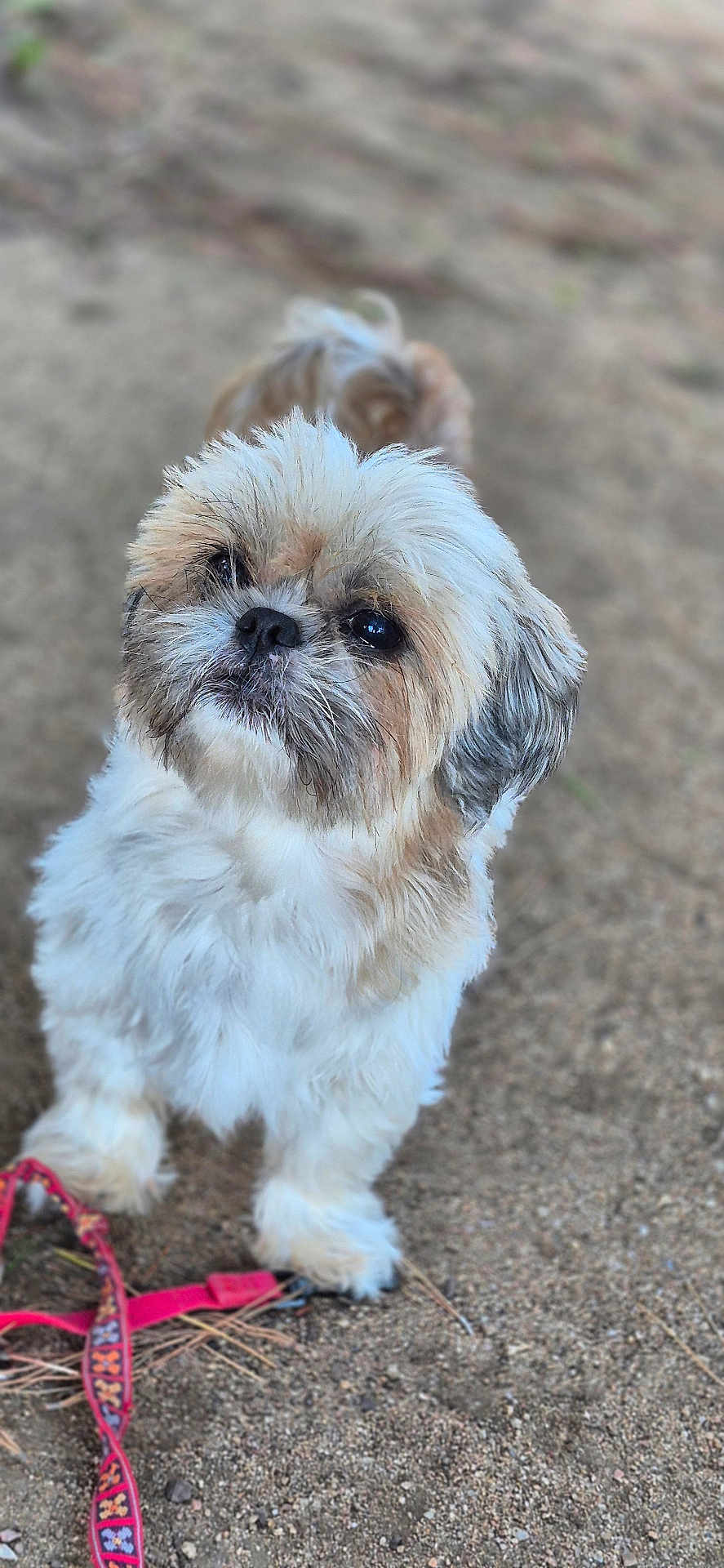 Neo participe au concours pour gagner de l'argent avec cette photo : dog, small_dog, fluffy, white_fur, tan_fur, gray_fur, leash, outdoor, sand, pet, canine, cute, animal, fur, eyes, standing, looking_up, close_up, nature, adorable