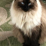 Winston Churchill joined the competition — help win amazing prizes! animal, blue_eyes, carpet, cat, cute, domestic_cat, ears, face, feline, fluffy, fur, green_carpet, indoor, mammal, pet, portrait, resting, siamese_cat, sitting, whiskers