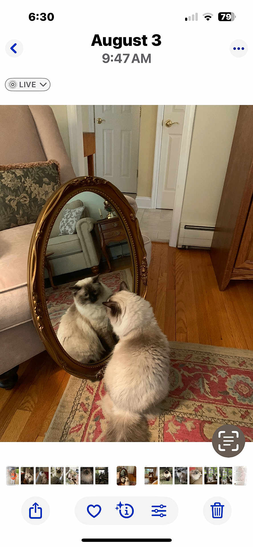 Winston Churchill is registered to the contest to win money with this photo: cat, mirror, reflection, rug, living_room, furniture, chair, wooden_floor, vintage_mirror, decor, home_interior, curious, fluffy_cat, patterned_rug, cozy, indoor, pet, domestic_cat, resting, soft_lighting