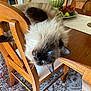 cat, siamese_cat, blue_eyes, fluffy, upside_down, wooden_chair, dining_table, home_interior, decor, rug, fruit_bowl, green_vase, relaxed, pet, furniture, whiskers, indoor, playful, animal, domestic_cat