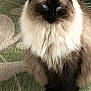 animal, blue_eyes, carpet, cat, cute, domestic_cat, ears, face, feline, fluffy, fur, green_carpet, indoor, mammal, pet, portrait, resting, siamese_cat, sitting, whiskers
