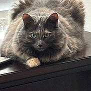 Lexy is registered to the contest to win money with this photo: animal, cat, close_up, cozy, cute, domestic_cat, ears, feline, fluffy, fur, gray, green_eyes, indoor, looking_at_camera, pet, portrait, relaxed, table, whiskers, wooden_surface