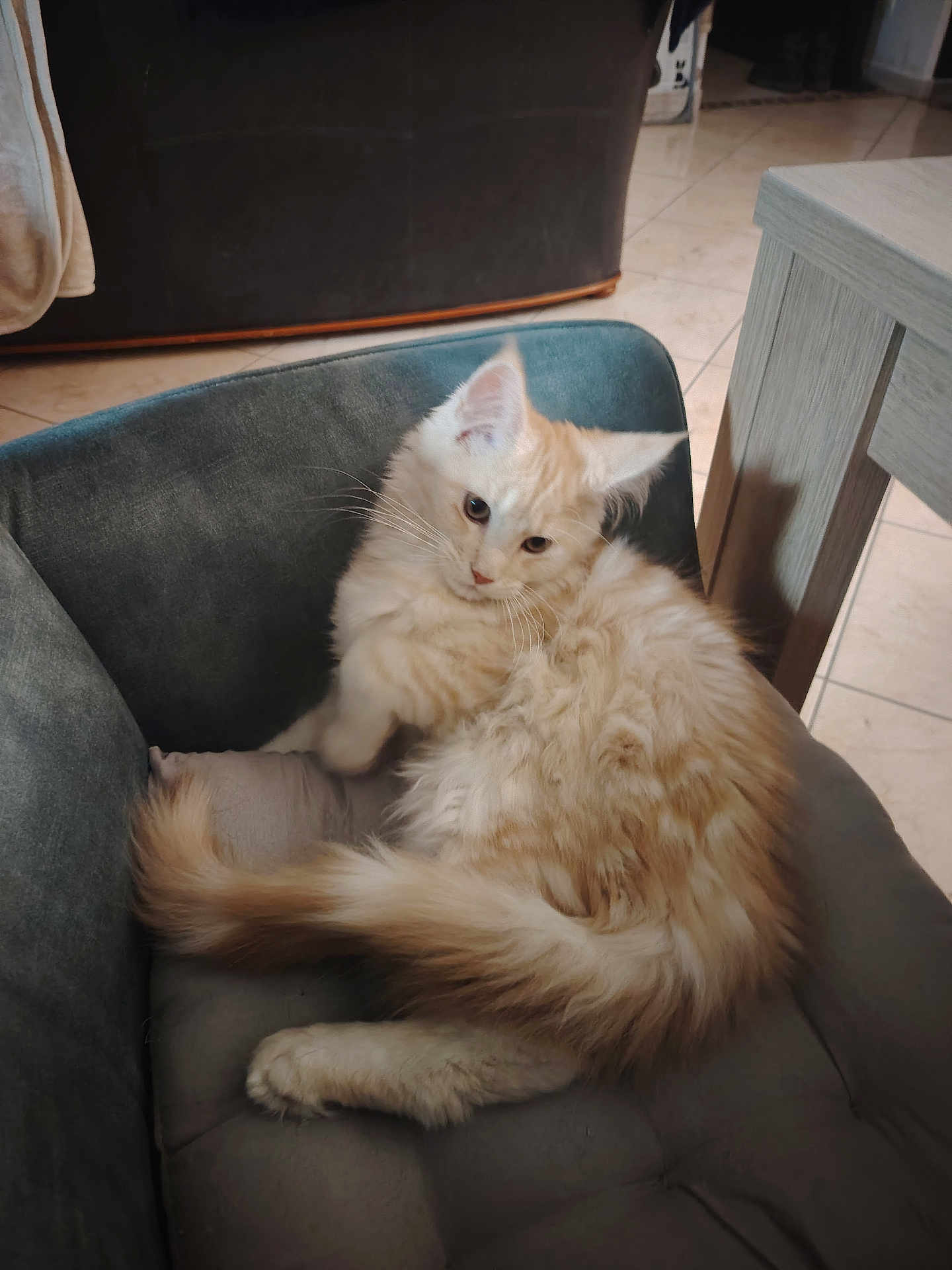Aslan a rejoint le concours — aidez-le/la à gagner de superbes lots ! cat, fluffy, cream_colored, chair, cushion, indoor, pet, relaxed, fur, whiskers, tail, ears, floor, furniture, home, domestic, animal, cute, resting, cozy
