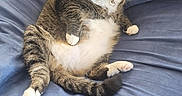 Chauncey is registered to the contest to win money with this photo: cat, tabby, pet, animal, feline, relaxed, blue_blanket, indoor, cute, paws, whiskers, collar, fur, sitting, looking_at_camera, domestic_cat, resting, cozy, comfortable, housepet