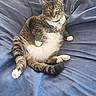 cat, tabby, pet, animal, feline, relaxed, blue_blanket, indoor, cute, paws, whiskers, collar, fur, sitting, looking_at_camera, domestic_cat, resting, cozy, comfortable, housepet