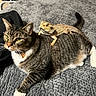 Chauncey is registered to the contest to win money with this photo: cat, bearded_dragon, pet, animal, tabby_cat, reptile, indoor, blanket, texture, fur, scales, relaxed, laying_down, close_up, domestic_animal, companion, cute, resting, whiskers, tail