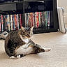 cat, tabby_cat, carpet, bookshelf, dvd, indoor, pet, feline, relaxed, sitting, household, living_room, fur, whiskers, animal, domestic, floor, entertainment, furniture, cute