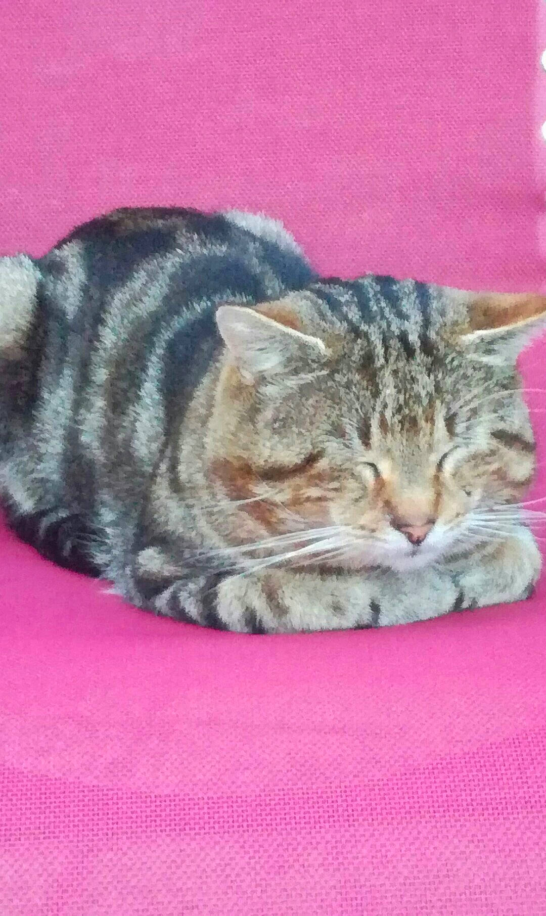 Crapule a rejoint le concours — aidez-le/la à gagner de superbes lots ! carnivore, cat, claw, comfort, domestic_short_haired_cat, event, felidae, fur, grass, nap, paw, small_to_medium_sized_cats, snout, tail, terrestrial_animal, whiskers