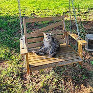 Ferngirl joined the competition — help win amazing prizes! cat, wooden_swing, outdoor, grass, sunlight, relaxed, pet, animal, nature, daylight, greenery, wood, chain, flower, concrete_block, ground, sitting, feline, sunny, leisure