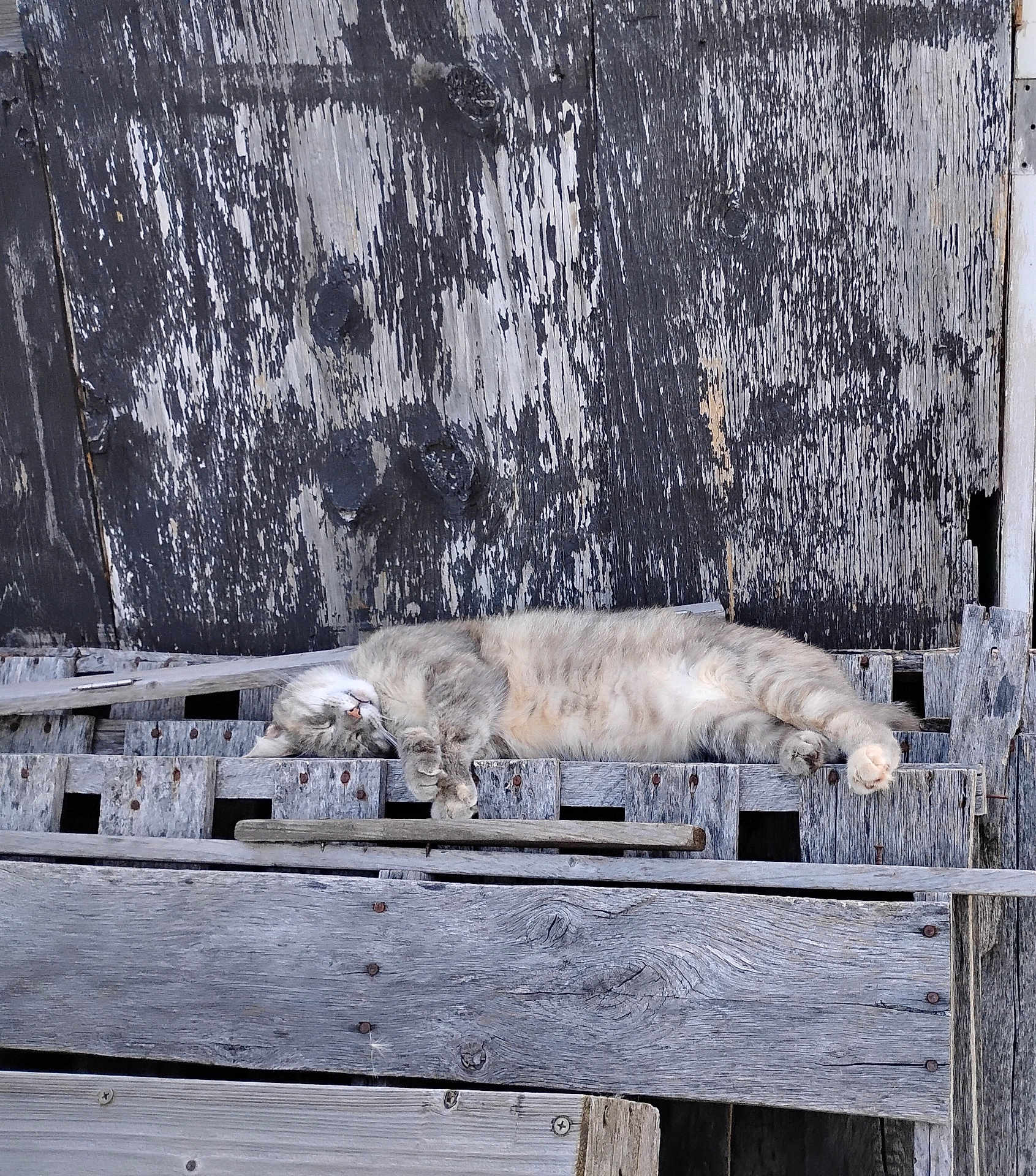 Ferngirl is registered to the contest to win money with this photo: cat, sleeping, wood, rustic, weathered, feline, outdoor, relaxing, animal, gray, fur, texture, nature, peaceful, resting, old, board, plank, horizontal, closeup