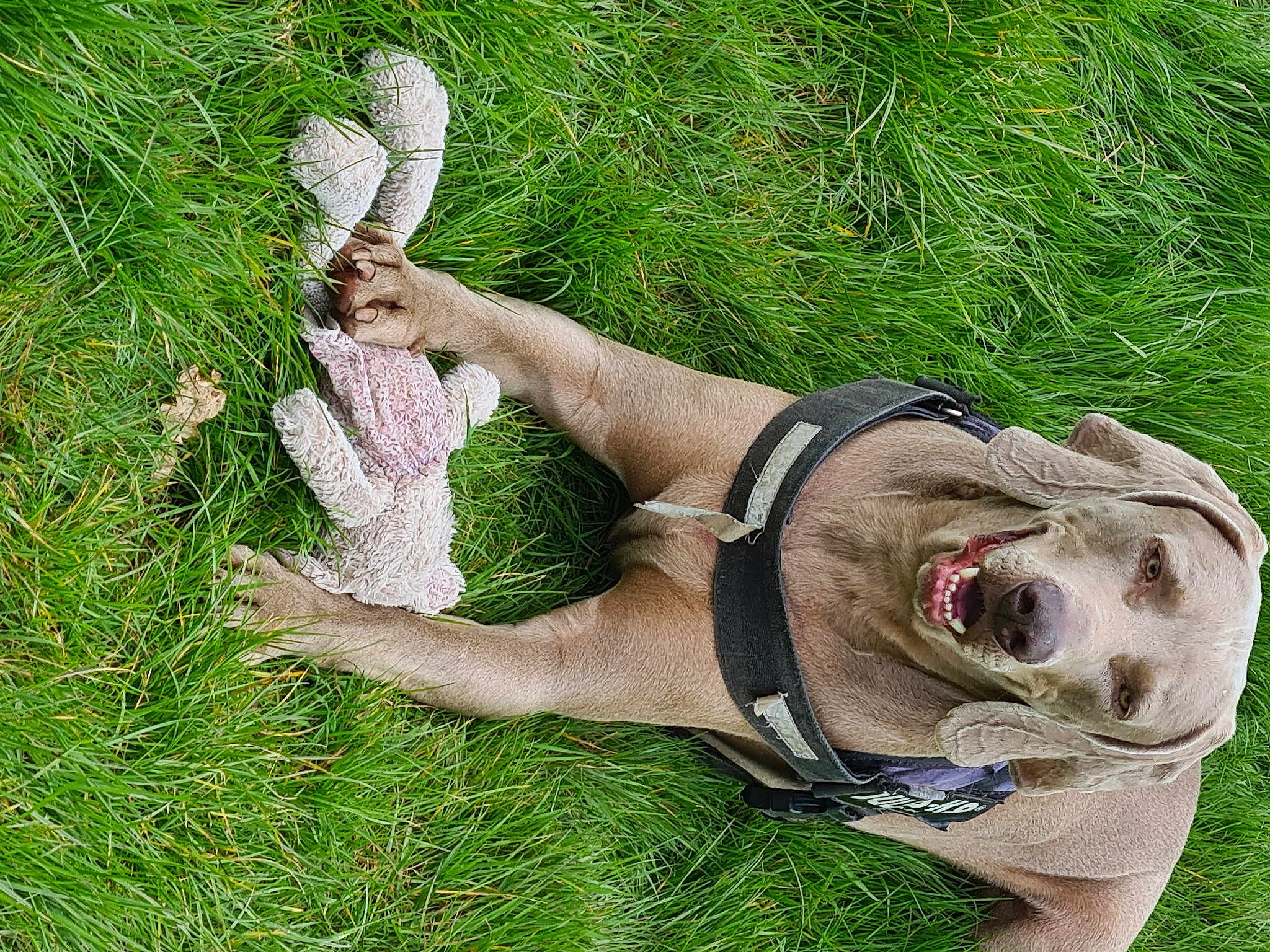 Oli