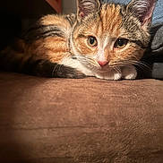 Maple joined the competition — help win amazing prizes! cat, kitten, tabby, calico, pet, fur, whiskers, green_eyes, ears, paws, nose, close_up, portrait, indoor, cozy, sofa, cushion, brown_fabric, soft_lighting, relaxed