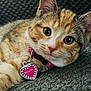 Maple joined the competition — help win amazing prizes! cat, kitten, pet, collar, heart_tag, name_tag, pink, close_up, fur, whiskers, eyes, portrait, indoor, cozy, blanket, sparkle, adorable, looking_at_camera, macro, paw