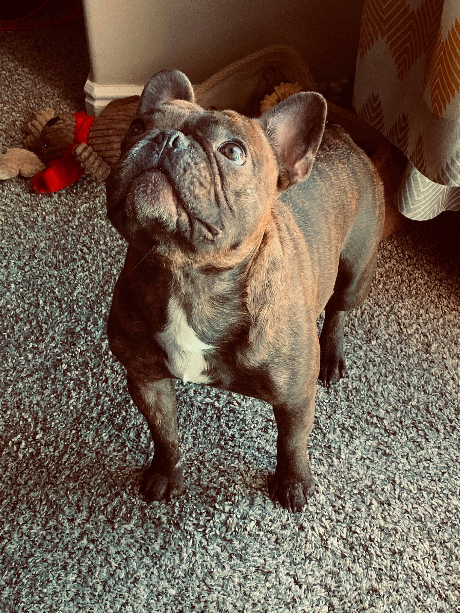 Raider is registered to the contest to win money with this photo: bulldog, canidae, carnivore, companion_dog, dog, dog_breed, fawn, french_bulldog, mammal, molosser, non_sporting_group, puppy, snout, toy_bulldog, toy_dog, vertebrate