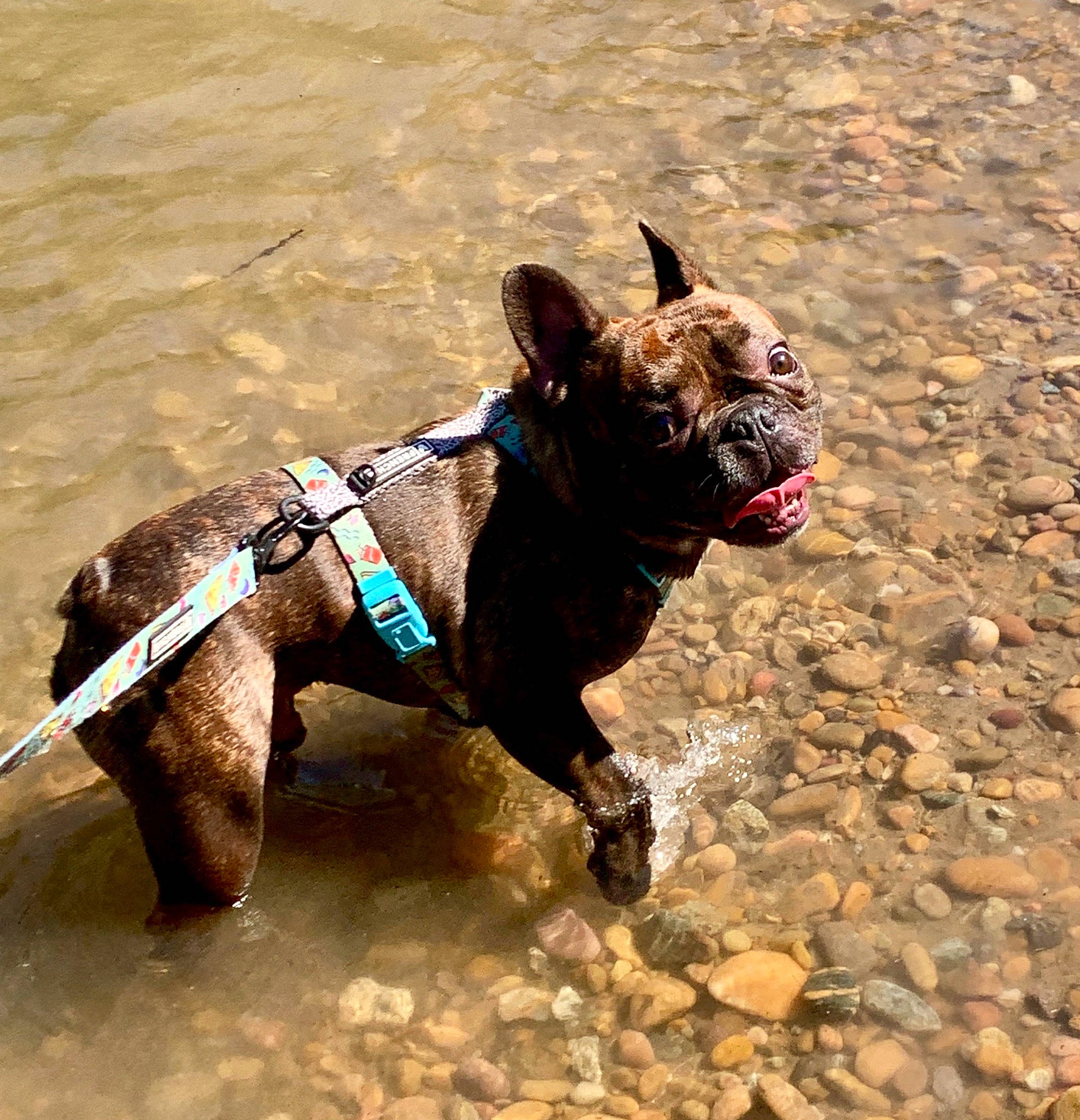 Raider is registered to the contest to win money with this photo: american_pit_bull_terrier, canidae, carnivore, collar, dog, dog_breed, dog_collar, dog_walking, fawn, french_bulldog, leash, mammal, non_sporting_group, olde_english_bulldogge, pit_bull, snout, sporting_group, vertebrate