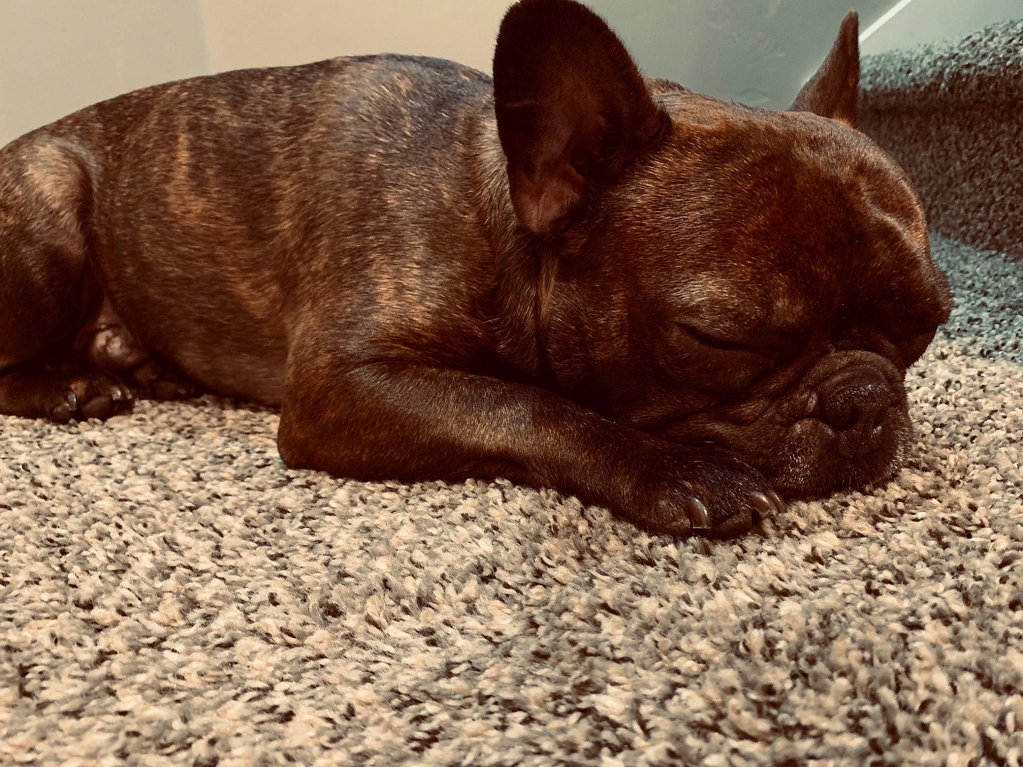 Raider joined the competition — help win amazing prizes! bulldog, canidae, carnivore, companion_dog, dog, dog_breed, ear, fawn, french_bulldog, mammal, nap, non_sporting_group, old_english_bulldog, olde_english_bulldogge, puppy, snout, toy_bulldog, vertebrate