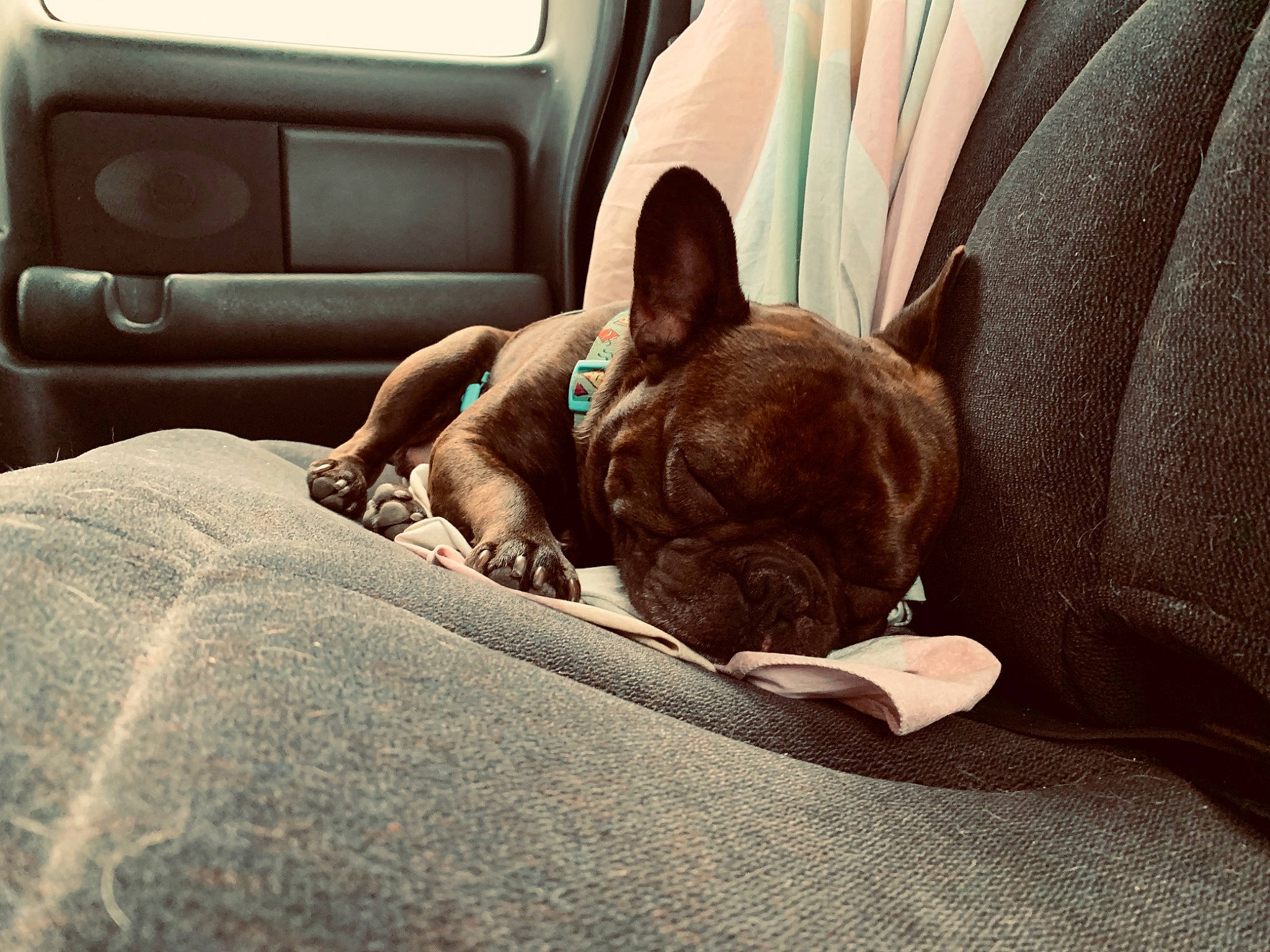 Raider is registered to the contest to win money with this photo: boston_terrier, bulldog, canidae, car_seat, carnivore, companion_dog, couch, dog, dog_breed, ear, fawn, french_bulldog, hand, mammal, nap, non_sporting_group, puppy, sitting, snout, textile