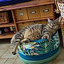 cat, tabby, lounging, indoor, pouf, patterned, tropical, furniture, wooden, floor, tile, relaxed, cozy, living_room, television, basket, decor, pet, sleeping, cute