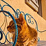 cat, tabby, bench, blue_metal, sunlight, outdoor, animal, pet, feline, resting, texture, wall, window, shadow, closeup, side_profile, whiskers, paw, relaxed, daylight