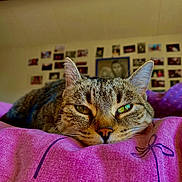 Sassy a rejoint le concours — aidez-le/la à gagner de superbes lots ! animal, bedroom, blanket, cat, closeup, cozy, ears, eyes, face, fur, home, indoor, pet, photography, purple, relaxed, resting, sleepy, tabby, whiskers