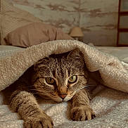 Sassy participe au concours pour gagner de l'argent avec cette photo : cat, tabby_cat, blanket, bed, paws, indoor, cozy, feline, stretching, fur, pet, resting, warm_lighting, curious, animal, comfortable, homedecor, furniture, sleepy, cute