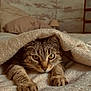 cat, tabby_cat, blanket, bed, paws, indoor, cozy, feline, stretching, fur, pet, resting, warm_lighting, curious, animal, comfortable, homedecor, furniture, sleepy, cute
