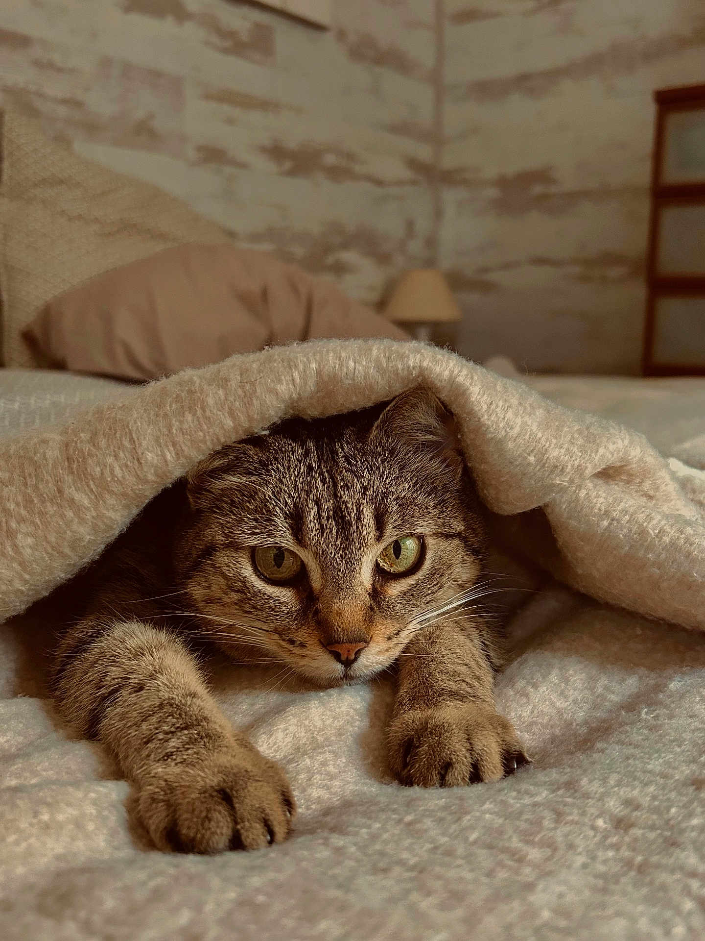 Sassy participe au concours pour gagner de l'argent avec cette photo : cat, tabby_cat, blanket, bed, paws, indoor, cozy, feline, stretching, fur, pet, resting, warm_lighting, curious, animal, comfortable, homedecor, furniture, sleepy, cute