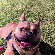 Hank joined the competition — help win amazing prizes! dog, french_bulldog, grass, outdoor, pet, animal, canine, happy, smiling, leash, harness, night, nature, tongue, playful, muzzle, ears, closeup, lying_down, cute