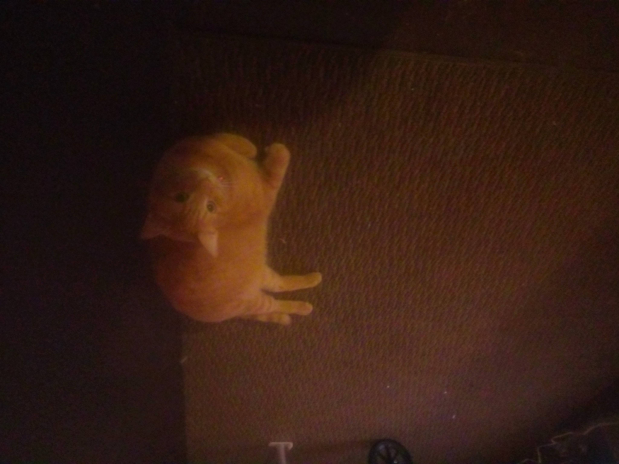 Simba is registered to the contest to win money with this photo: art, ceiling, cloud, darkness, ear, eye, head, human_body, mouth, night, organ, photography, room, sky, space