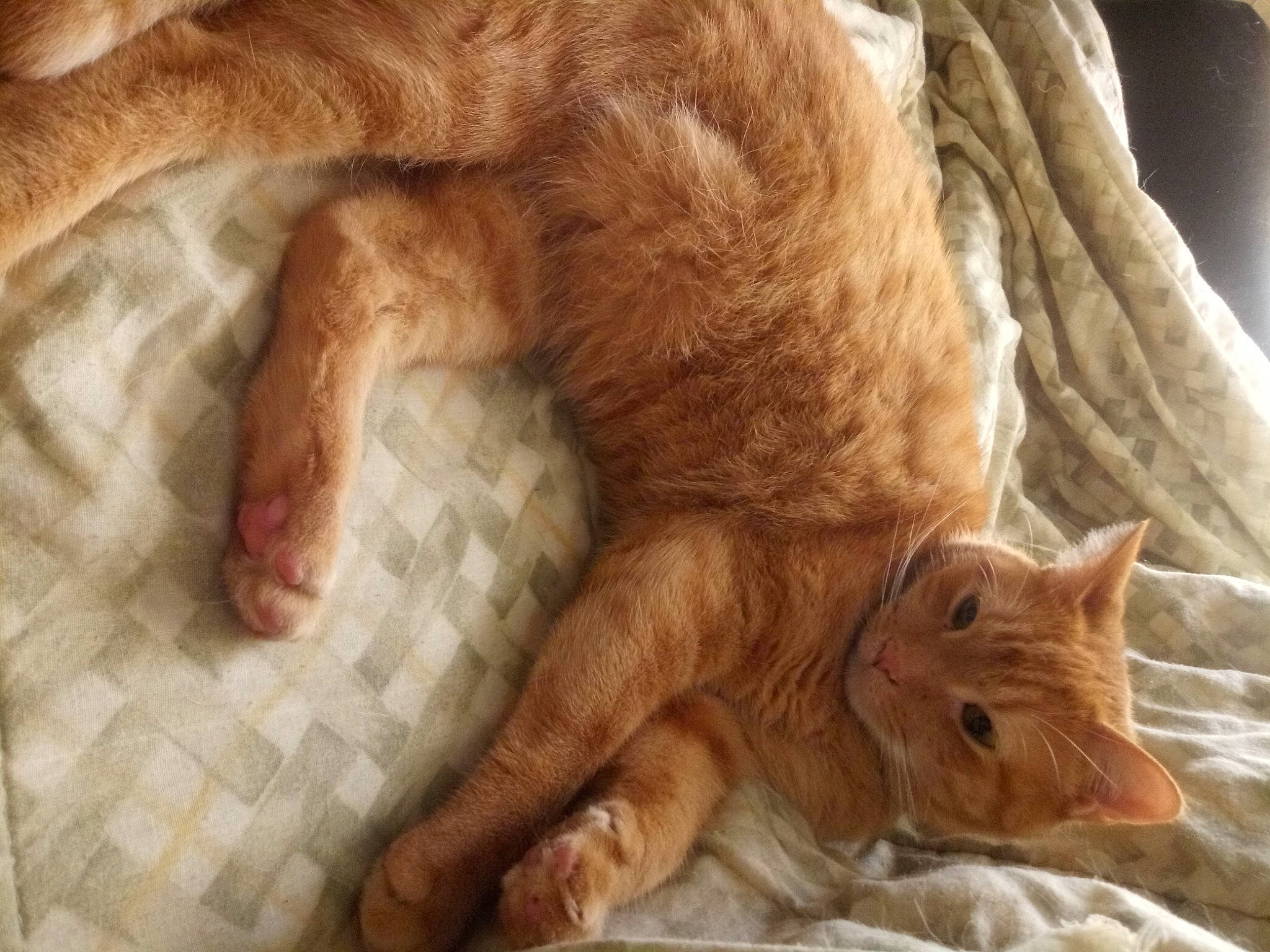 Simba joined the competition — help win amazing prizes! carnivore, cat, claw, domestic_short_haired_cat, european_shorthair, fawn, felidae, fur, german_rex, kitten, leg, nap, oriental_longhair, paw, polydactyl_cat, small_to_medium_sized_cats, tabby_cat, tail, whiskers