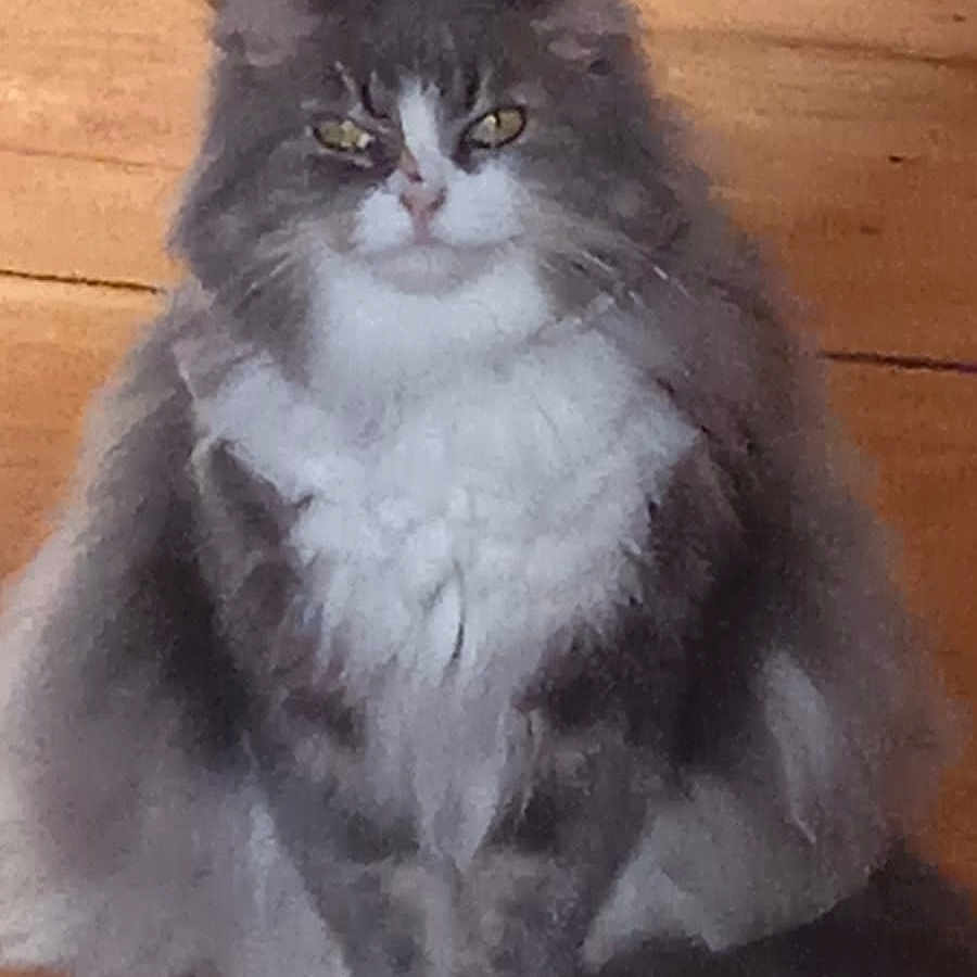 Django a rejoint le concours — aidez-le/la à gagner de superbes lots ! angora, animal, art, brasssection, cat, drawing, gray, hardwood, horn, kitten, manx, musicalinstrument, painting, pet, snout, wood