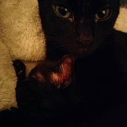 Koda And Baby Keni joined the competition — help win amazing prizes! black_cat, cat, kitten, close_up, yellow_eyes, whiskers, fur, nose, sleeping, cuddling, cozy, blanket, pet, indoor, portrait, pair, mother_cat, dim_lighting, soft_texture, paws