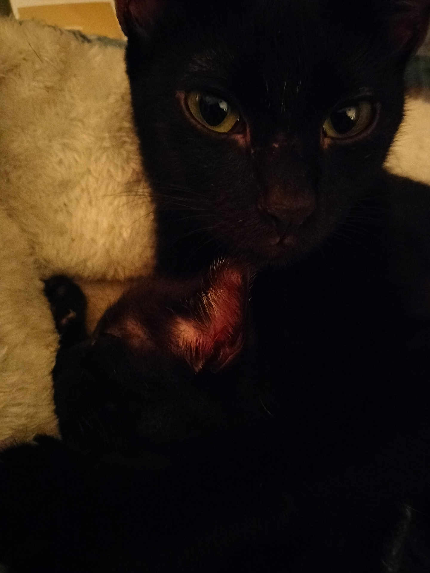 Koda And Baby Keni joined the competition — help win amazing prizes! black_cat, cat, kitten, close_up, yellow_eyes, whiskers, fur, nose, sleeping, cuddling, cozy, blanket, pet, indoor, portrait, pair, mother_cat, dim_lighting, soft_texture, paws