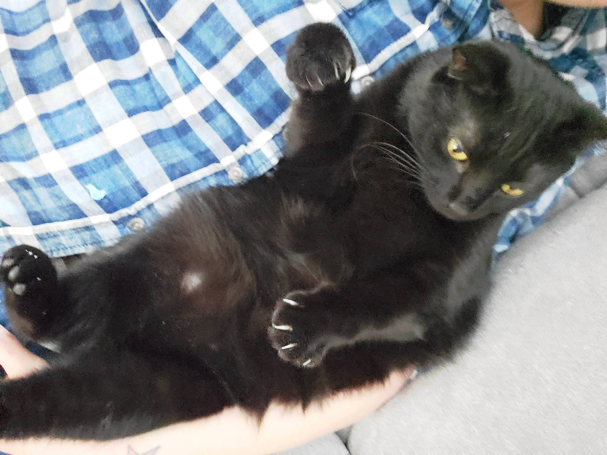 Opie joined the competition — help win amazing prizes! black_cat, bombay, carnivore, cat, claw, comfort, domestic_short_haired_cat, felidae, fur, mammal, pattern, paw, plaid, small_to_medium_sized_cats, snout, tail, tartan, terrestrial_animal, vertebrate, whiskers