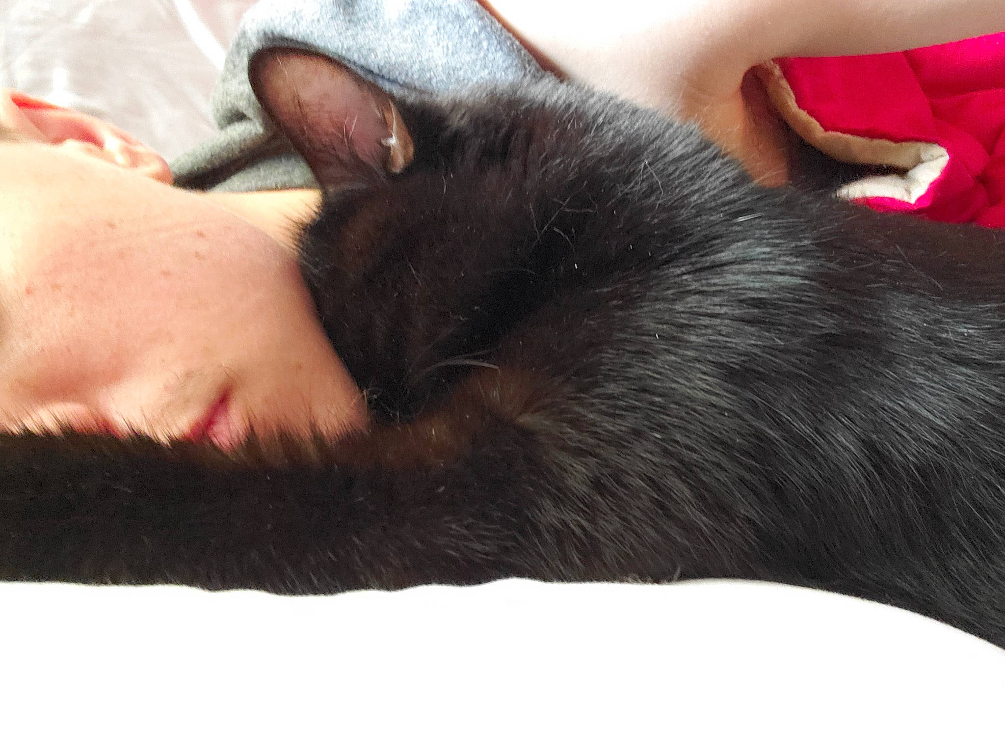 Opie is registered to the contest to win money with this photo: black_cat, carnivore, cat, comfort, dog_breed, ear, elbow, eyelash, felidae, finger, foot, gesture, head, human_body, human_leg, nail, nose, small_to_medium_sized_cats, snout, whiskers