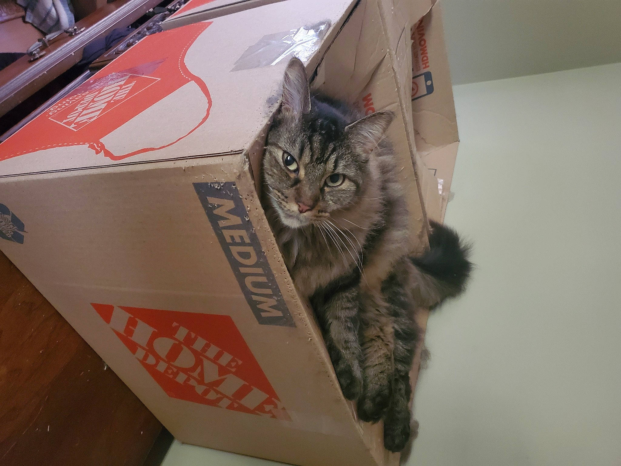 Andy joined the competition — help win amazing prizes! automotive_design, automotive_exterior, automotive_lighting, box, cardboard, carnivore, carton, cat, domestic_short_haired_cat, felidae, fender, motor_vehicle, package_delivery, packaging_and_labeling, packing_materials, paper_product, shipping_box, small_to_medium_sized_cats, vehicle, whiskers